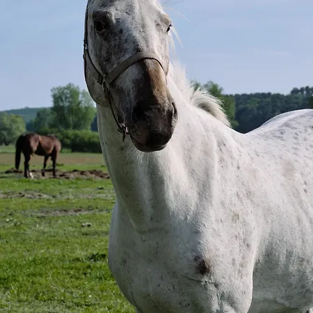Apartment A6 Pine Hill - Mit Großem Bad&großem überdachtem Balkon, Vom Wohn- Und Schlafzimmer Aus Begehbar